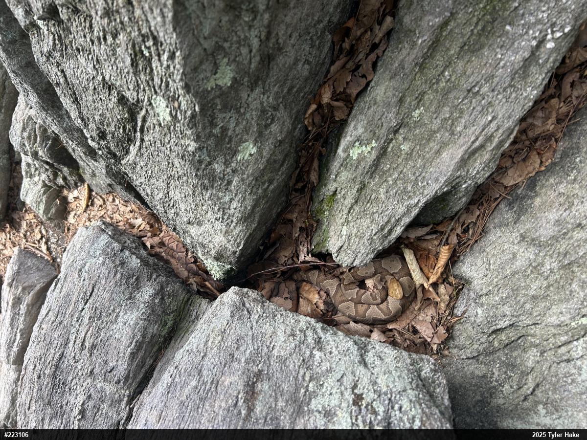 Northern Copperhead