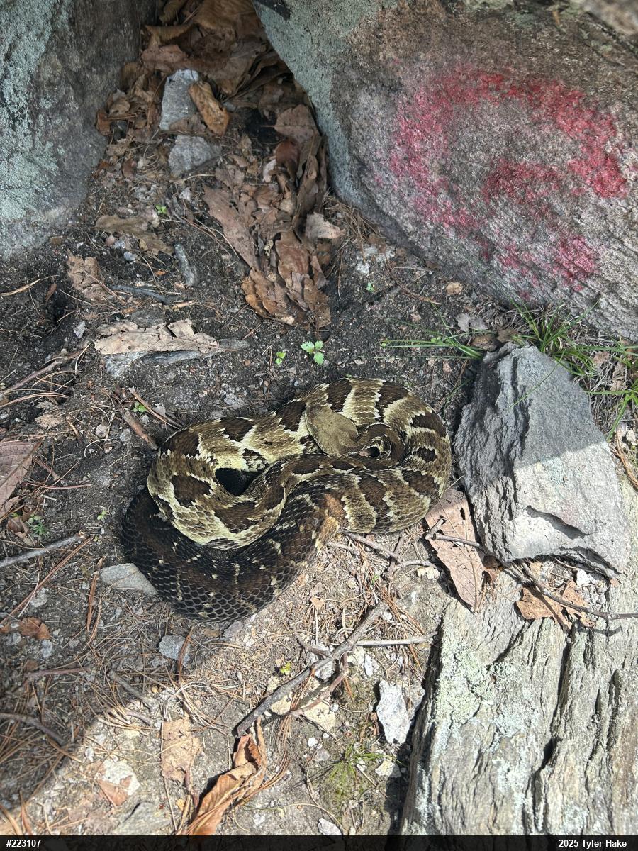 Timber Rattlesnake