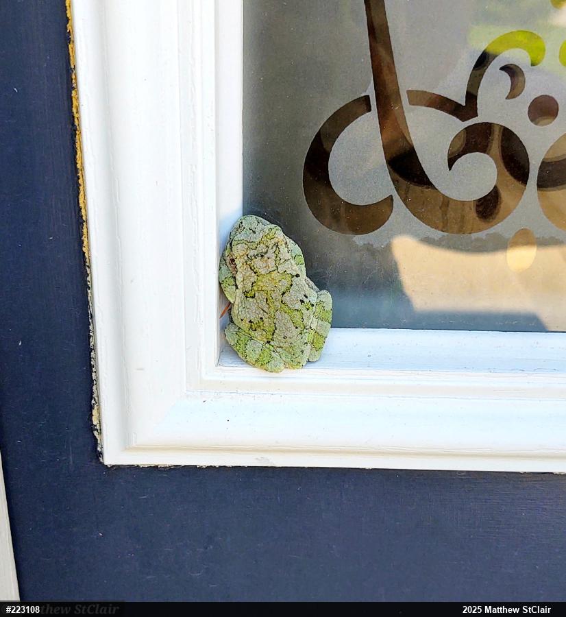 Unknown Gray Treefrog
