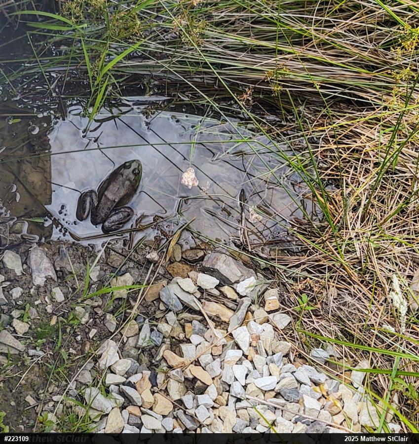 American Bullfrog