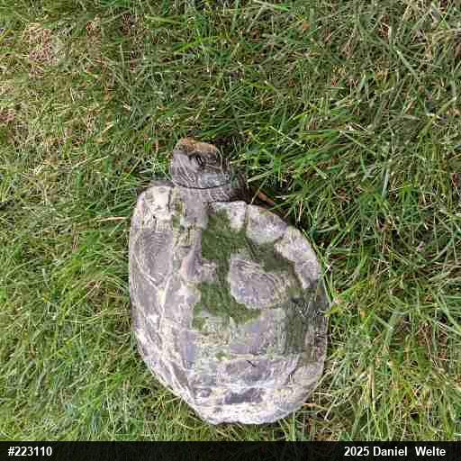 Northern Map Turtle