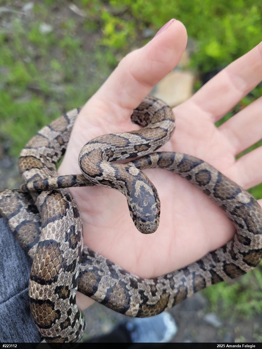 Eastern Milksnake