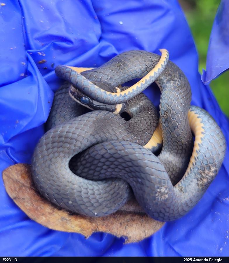 Northern Ring-necked Snake