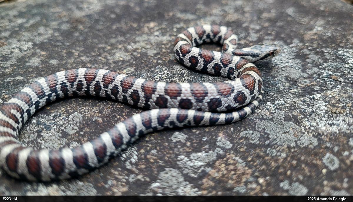 Eastern Milksnake