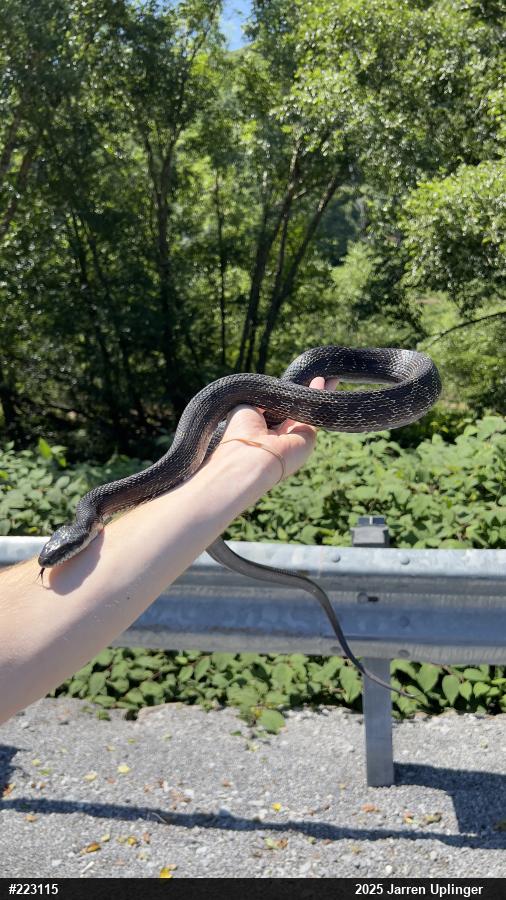 Eastern Ratsnake