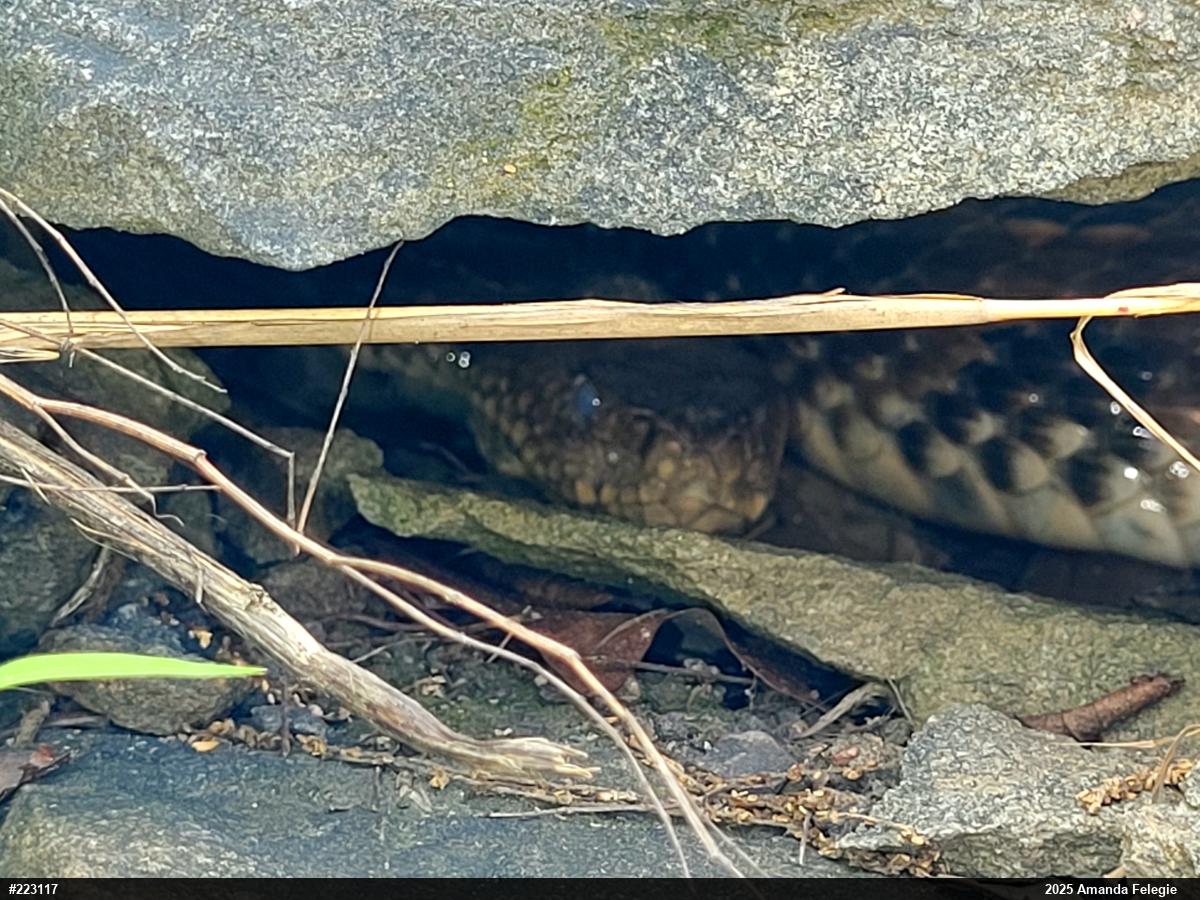 Timber Rattlesnake