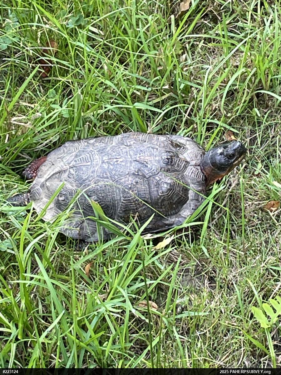 Wood Turtle
