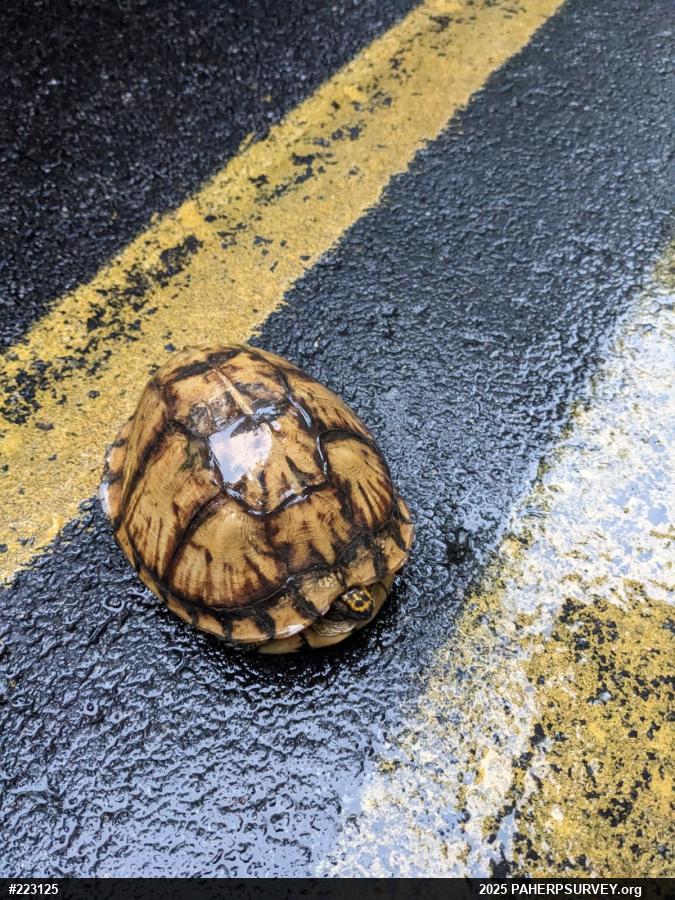 Eastern Box Turtle