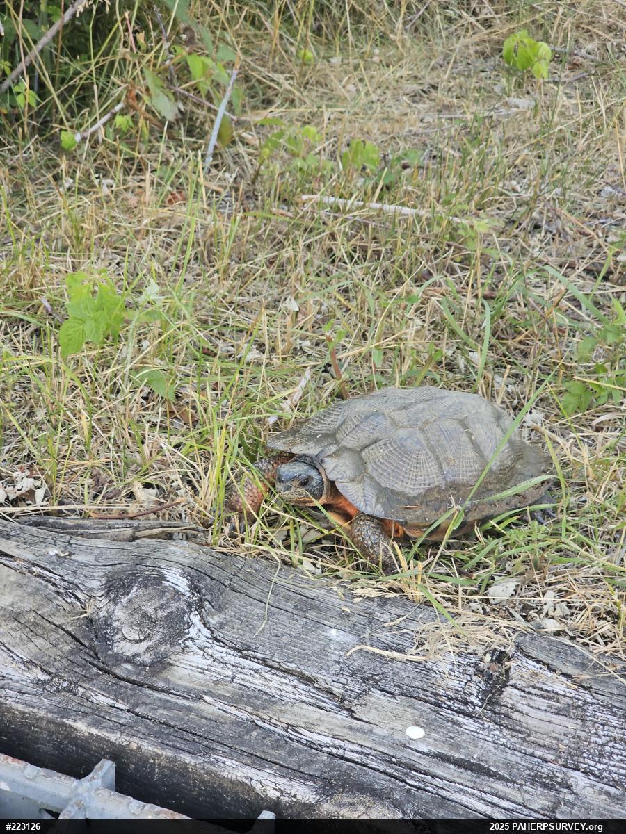 Wood Turtle