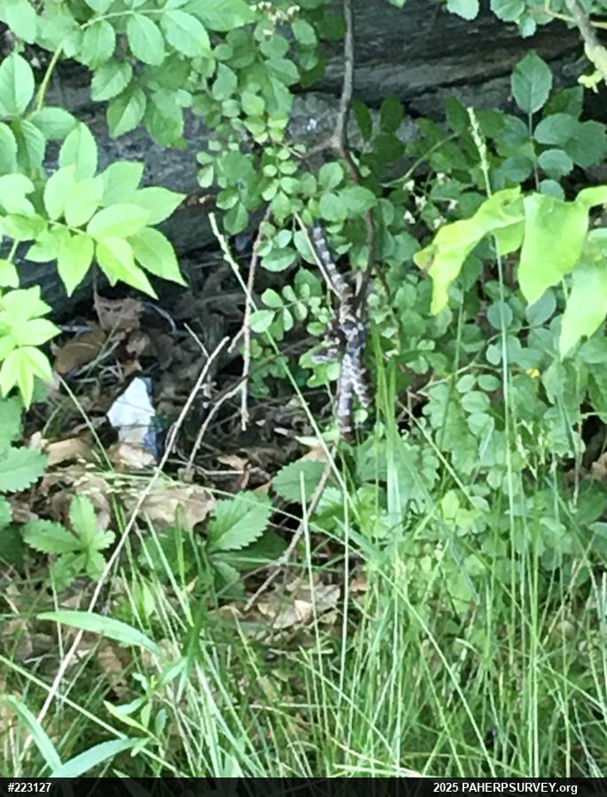 Eastern Milksnake