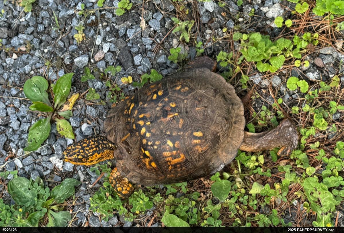 Eastern Box Turtle