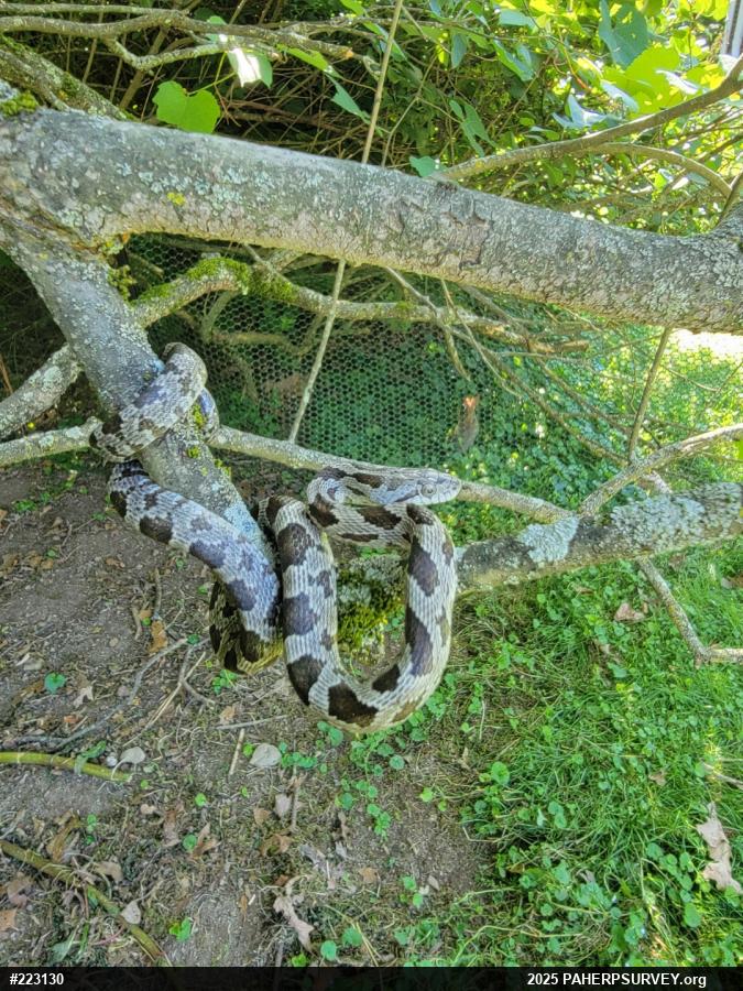 Eastern Ratsnake