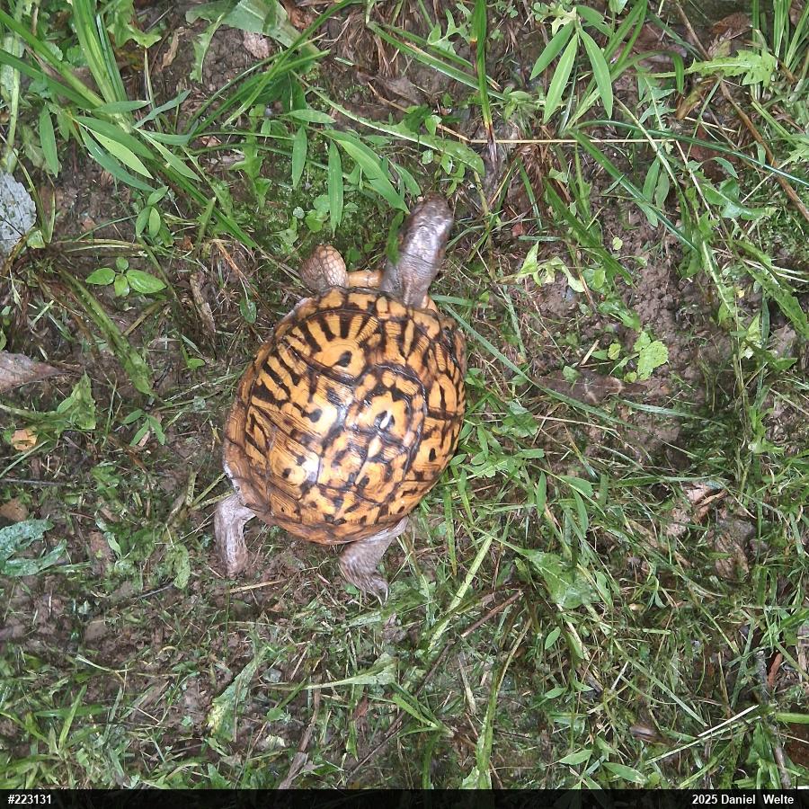 Eastern Box Turtle
