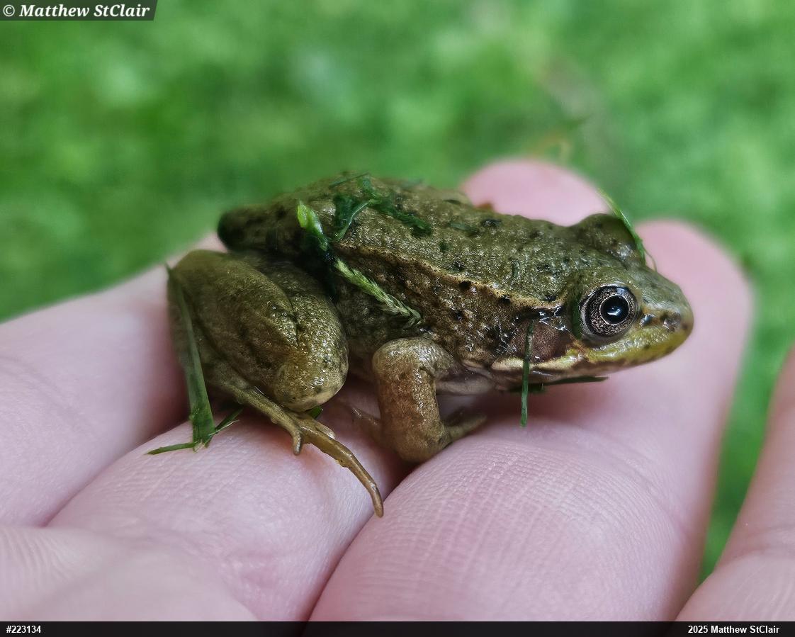 Green Frog