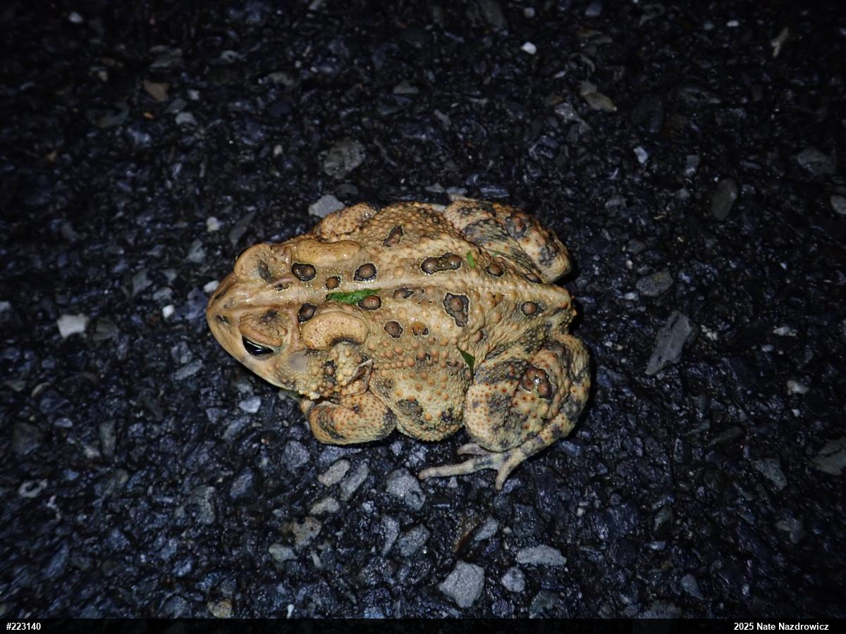 Eastern American Toad