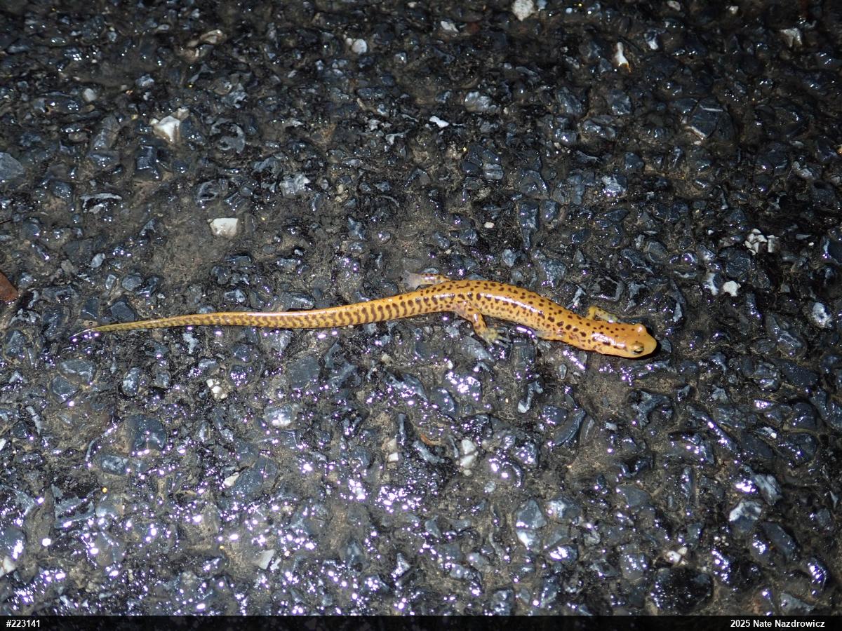 Eastern Long-tailed Salamander