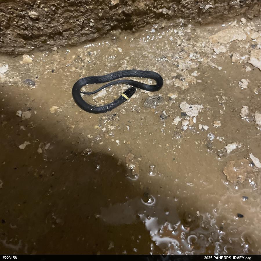 Northern Ring-necked Snake