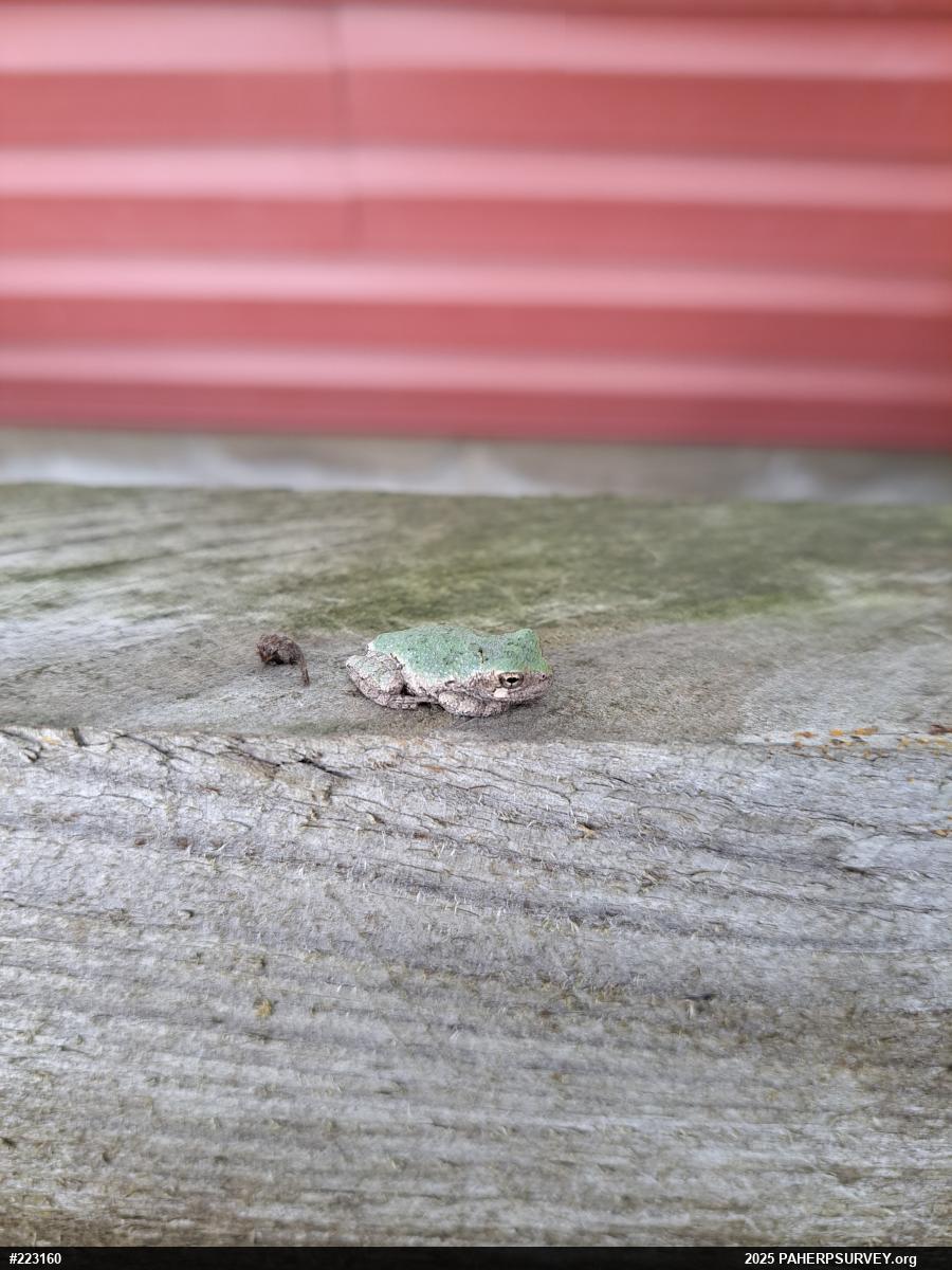 Unknown Gray Treefrog