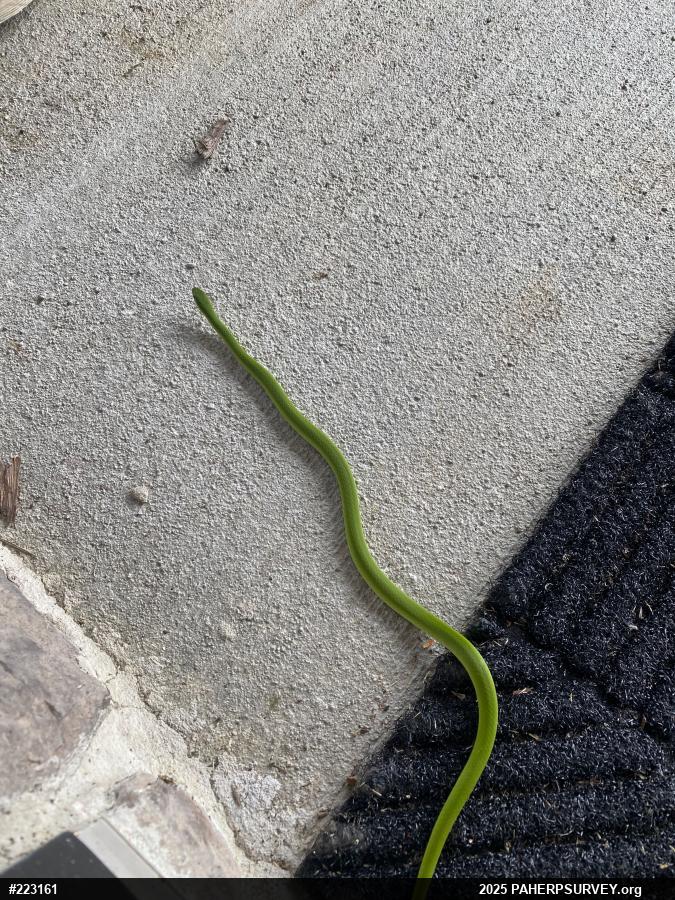 Smooth Greensnake