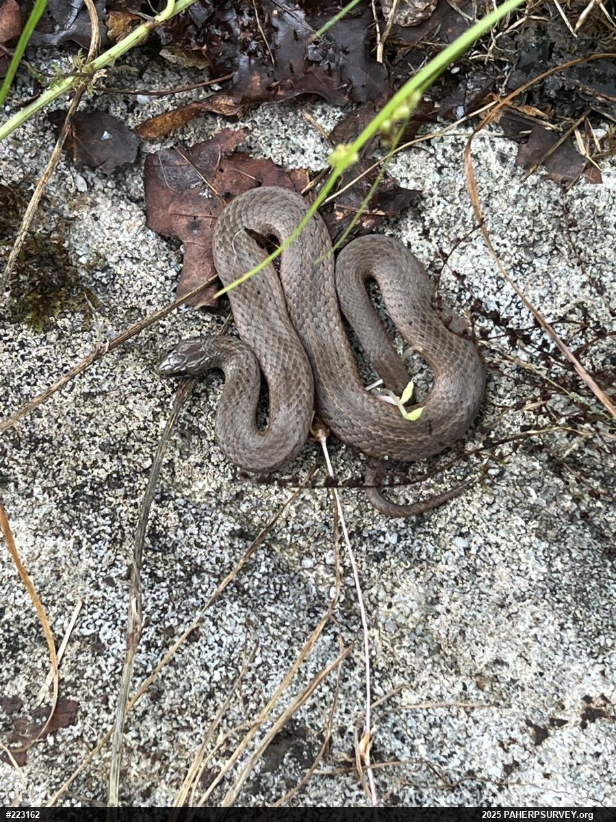 Mountain Earthsnake