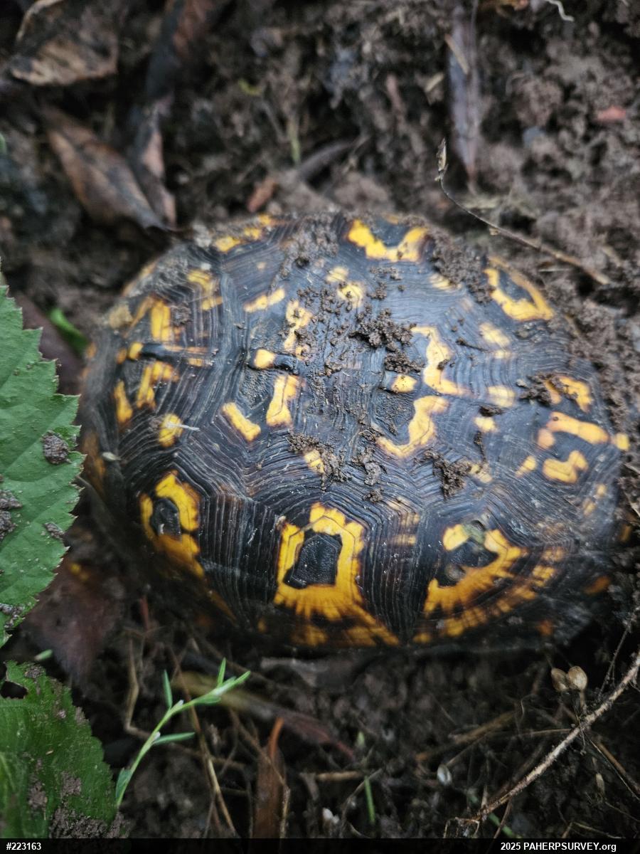 Eastern Box Turtle