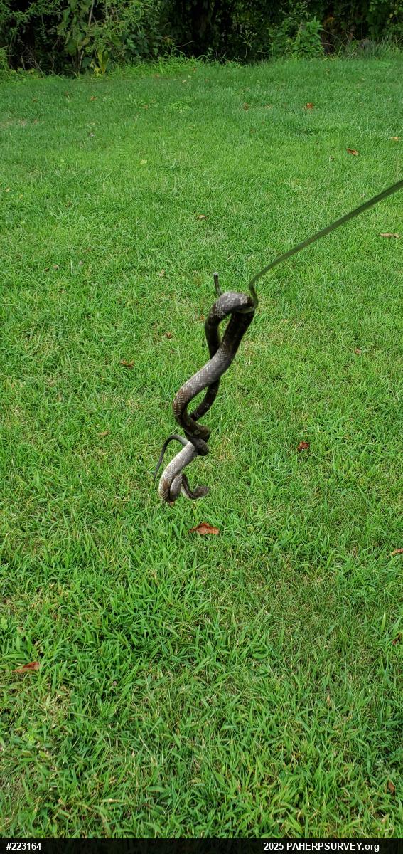 Eastern Ratsnake