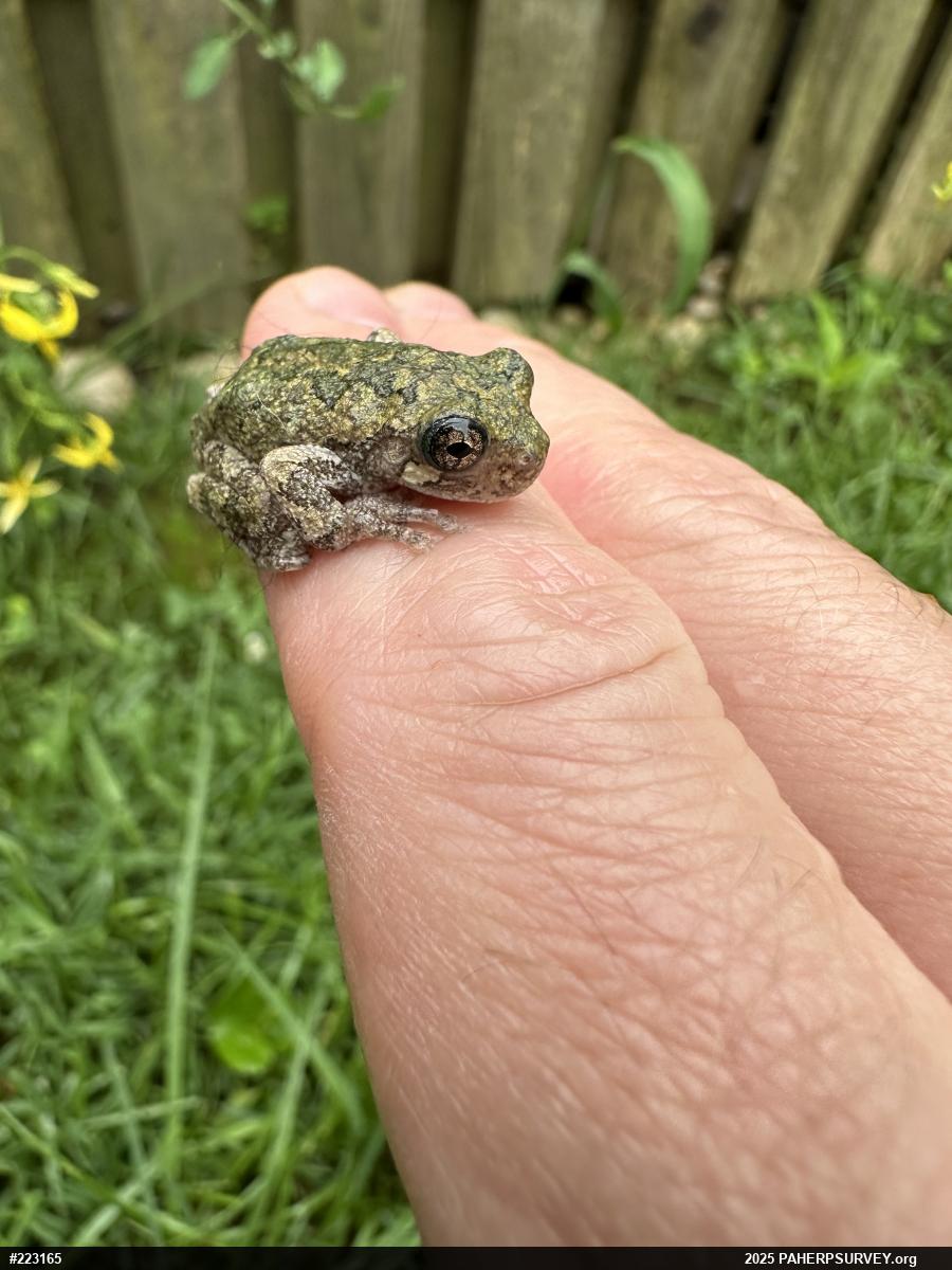 Unknown Gray Treefrog