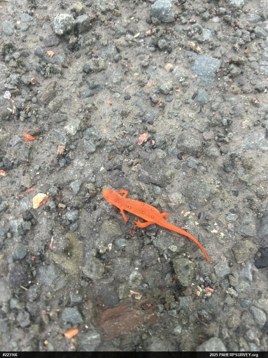Red-spotted Newt