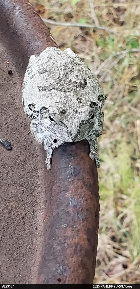 Unknown Gray Treefrog