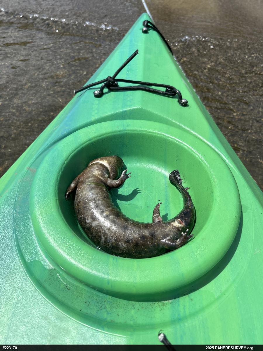 Common Mudpuppy