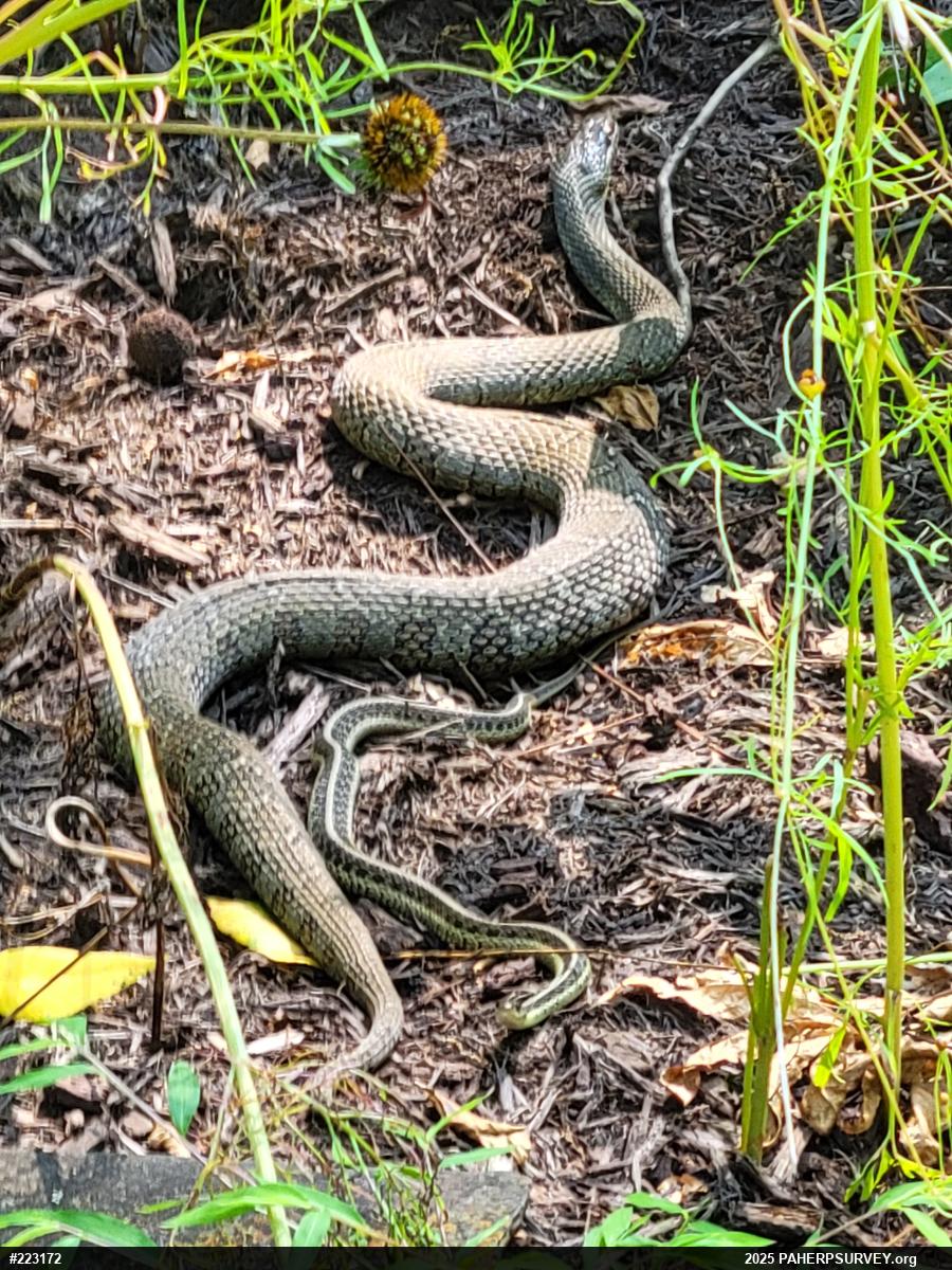 Northern Watersnake