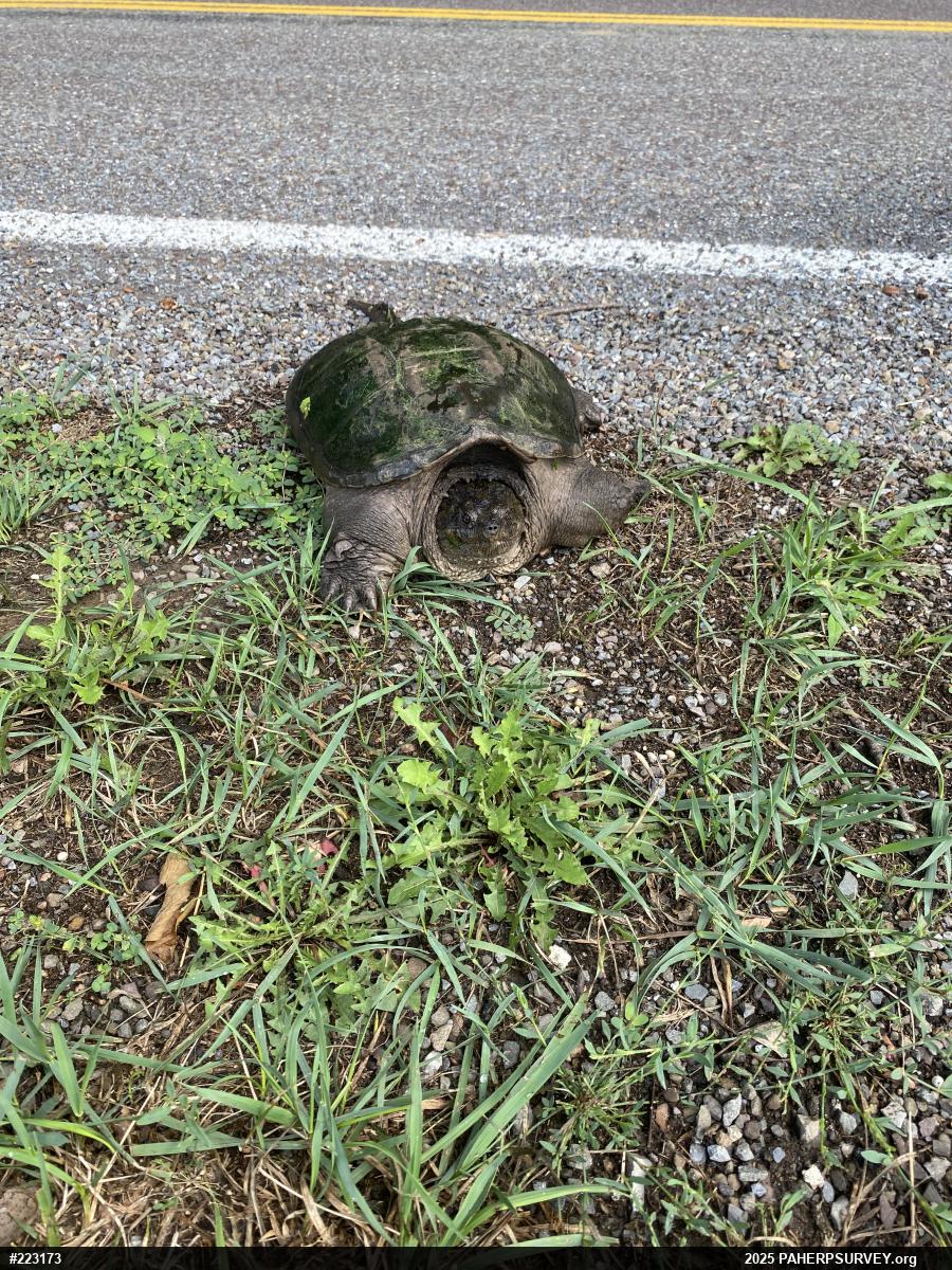Snapping Turtle