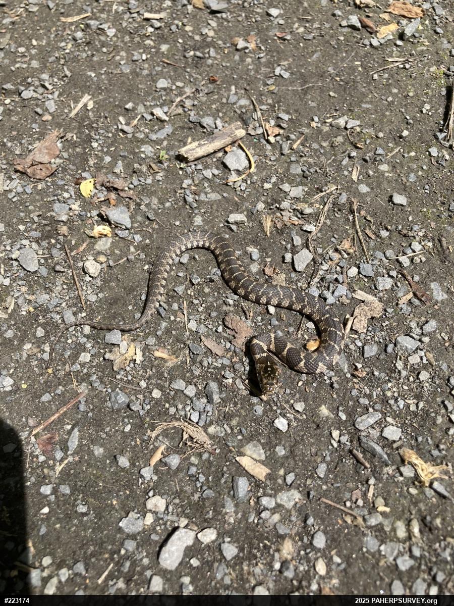 Northern Watersnake