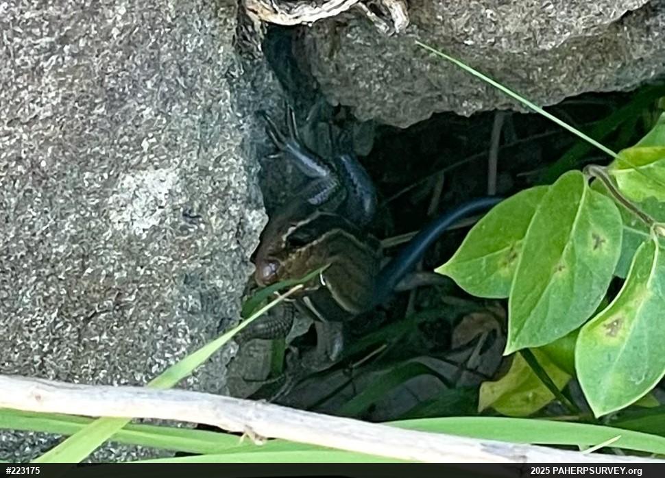 Common Five-lined Skink