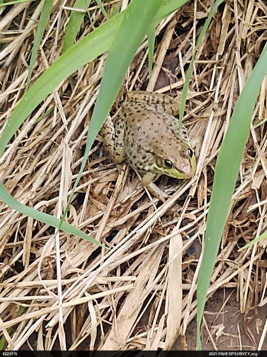 Green Frog