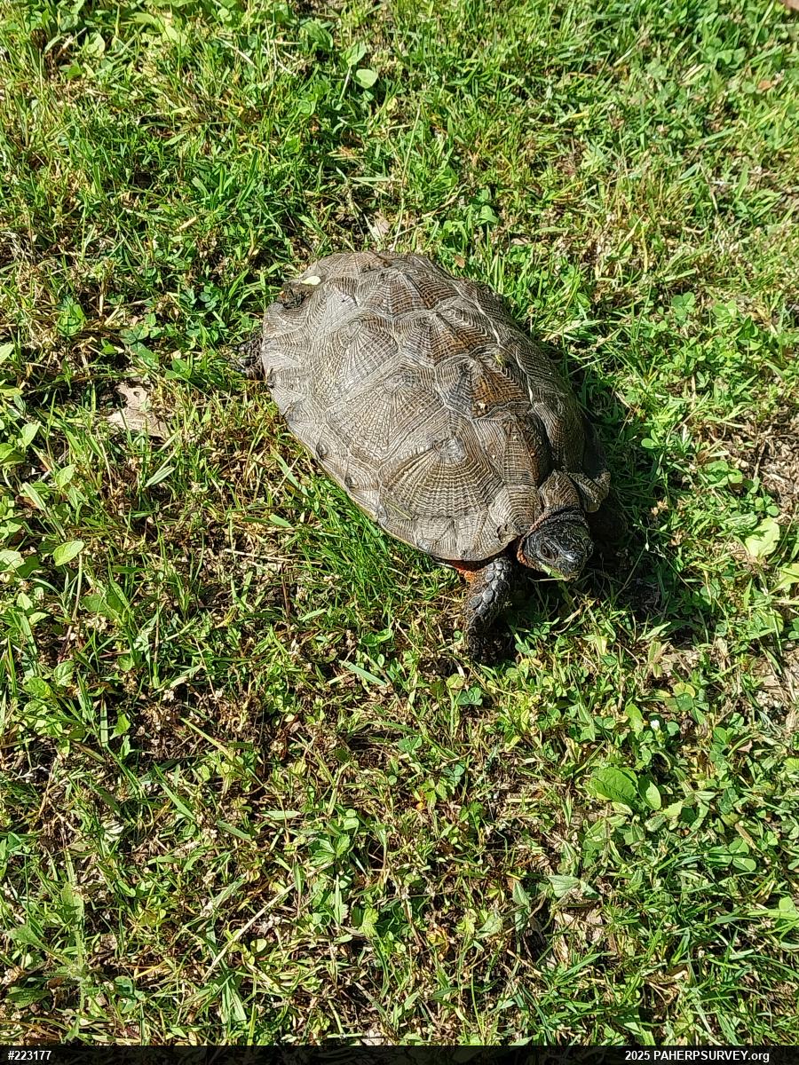 Wood Turtle