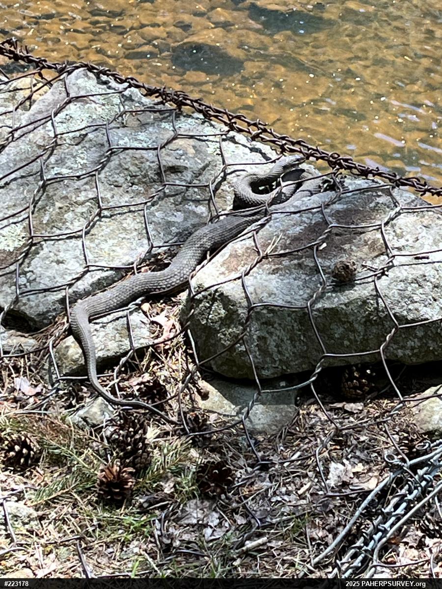 Northern Watersnake