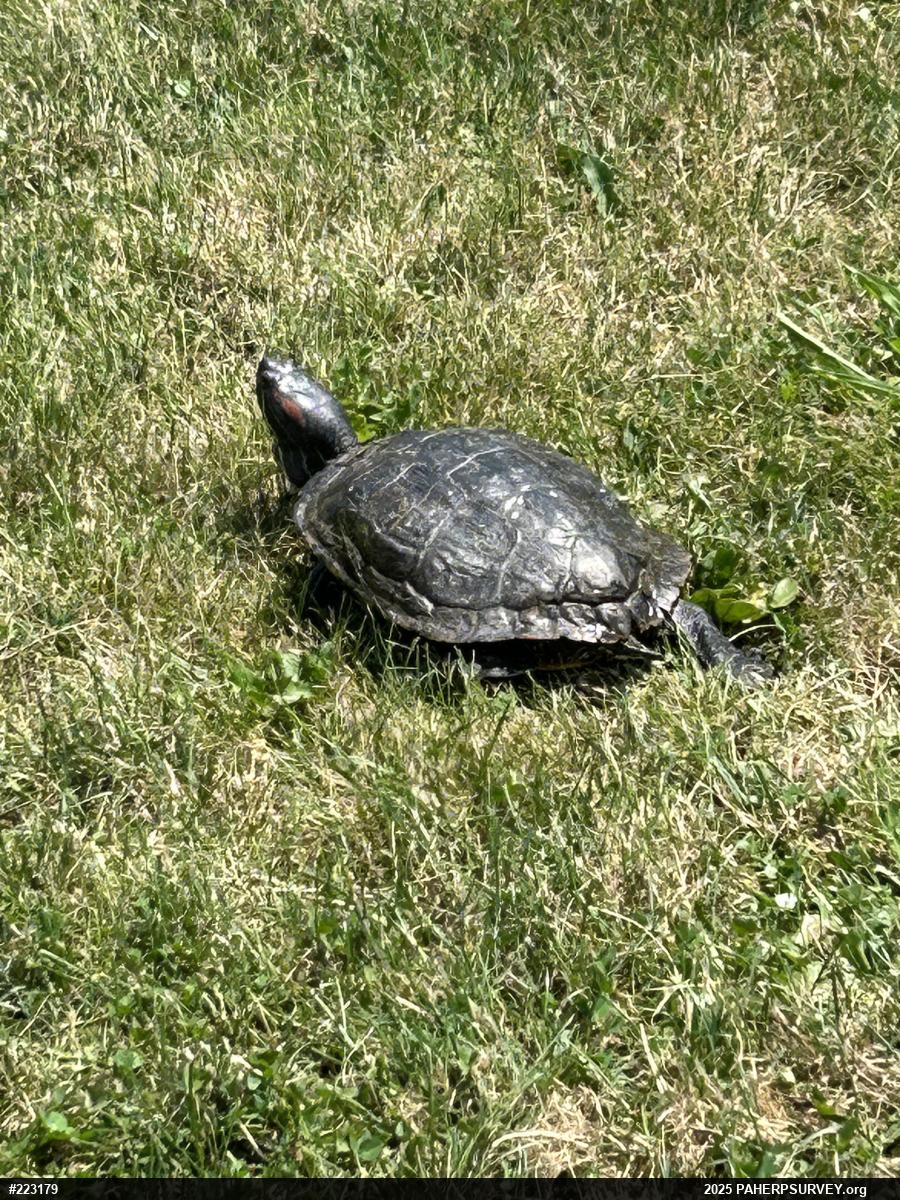 Red-eared Slider