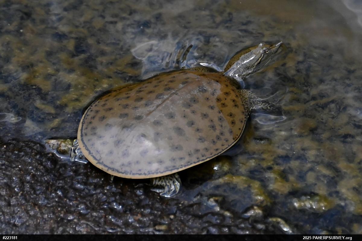 Eastern Spiny Softshell