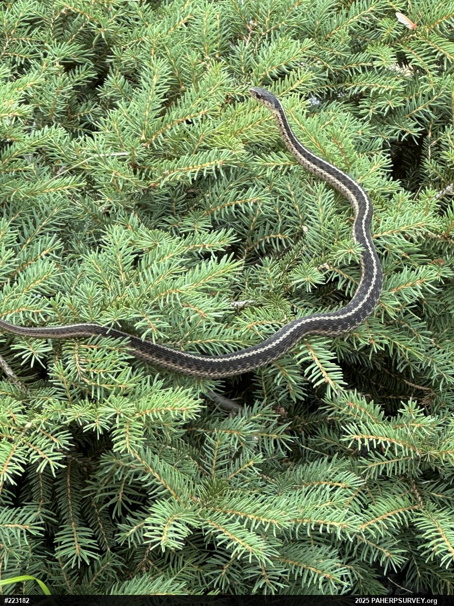 Eastern Gartersnake