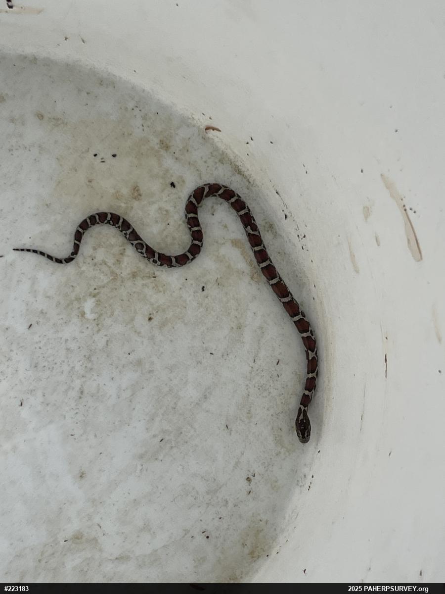 Eastern Milksnake