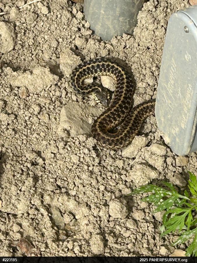 Eastern Gartersnake