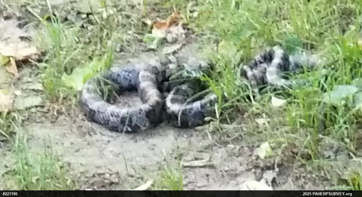 Eastern Milksnake