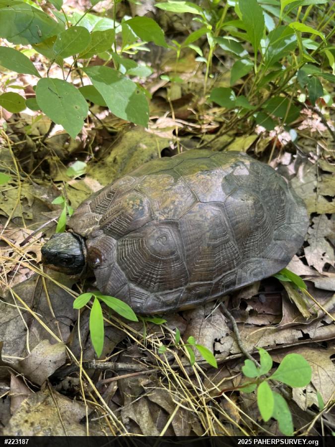 Wood Turtle