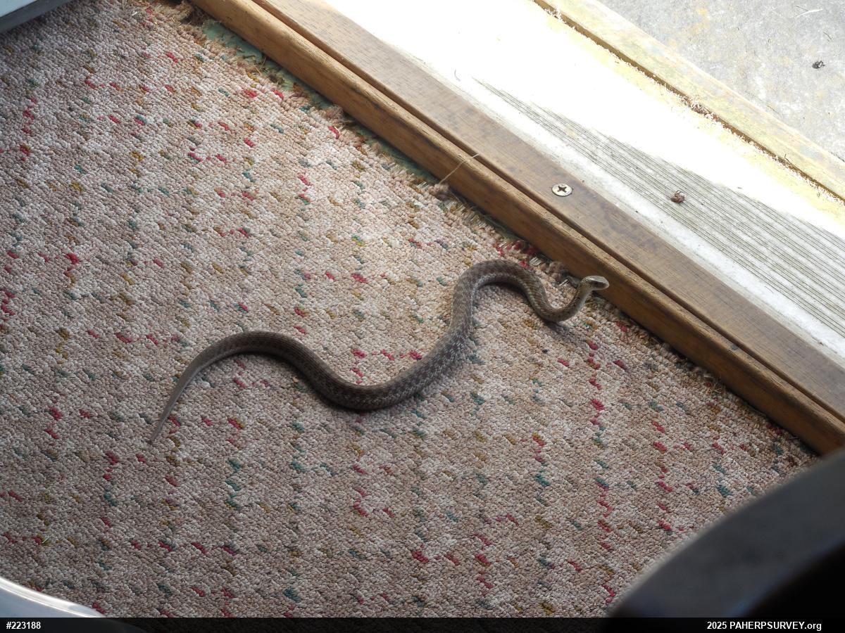 Eastern Gartersnake