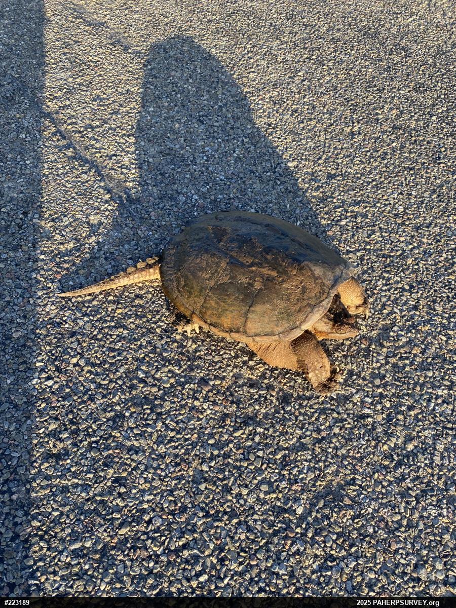 Snapping Turtle