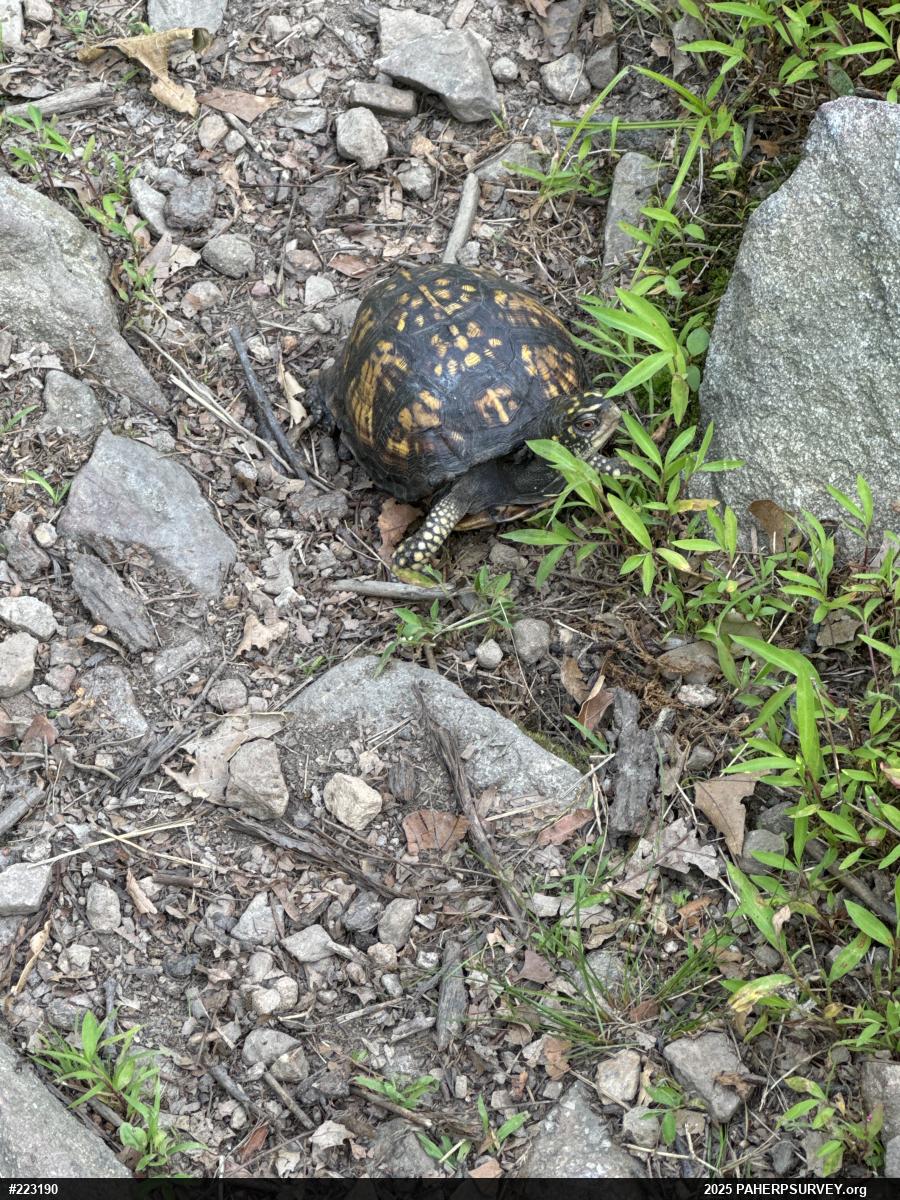 Eastern Box Turtle