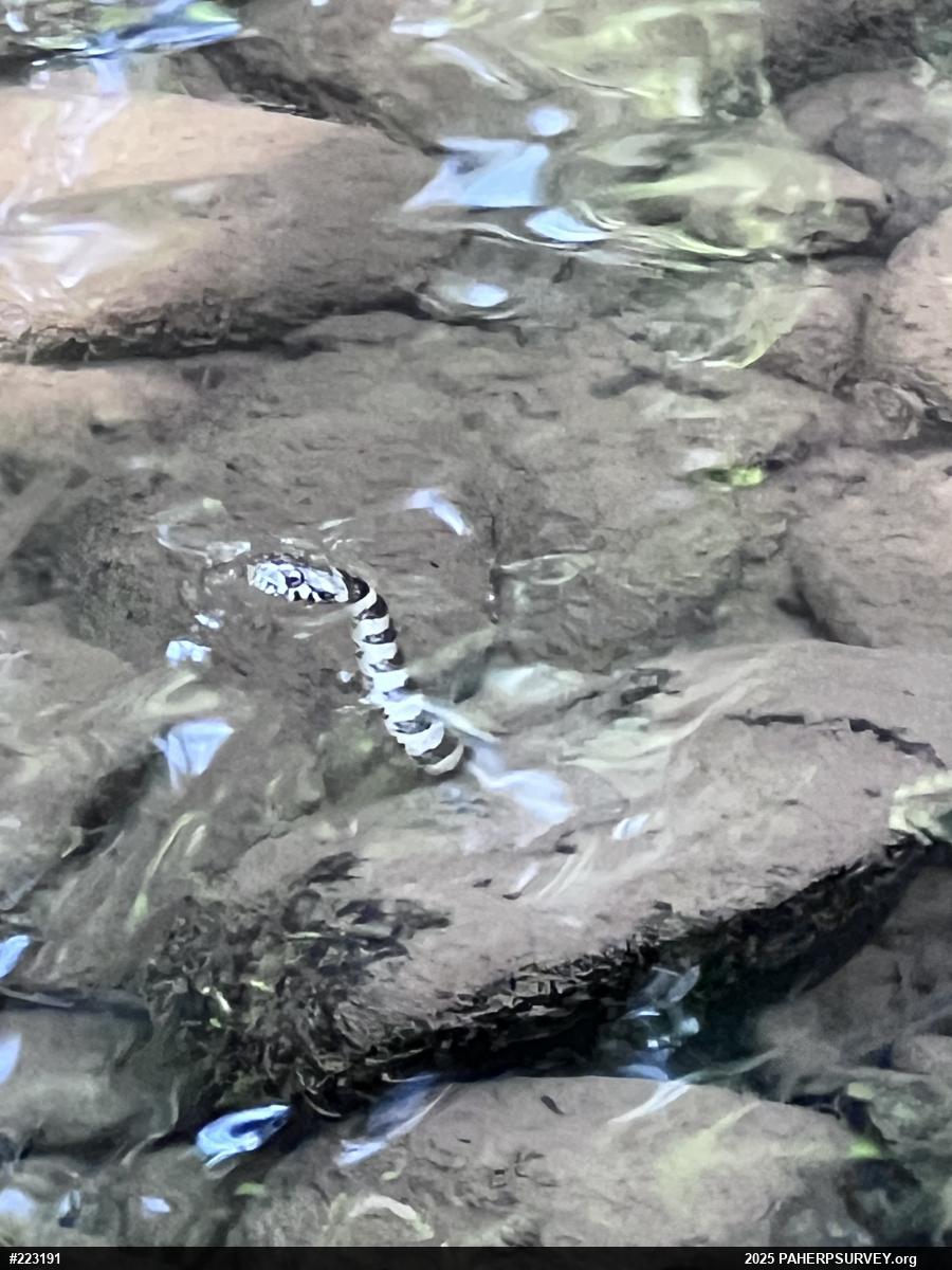 Northern Watersnake