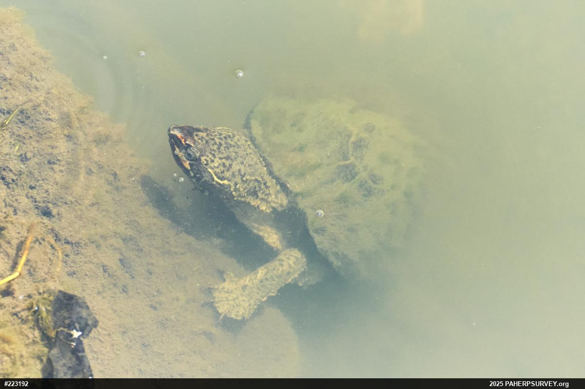 Eastern Musk Turtle