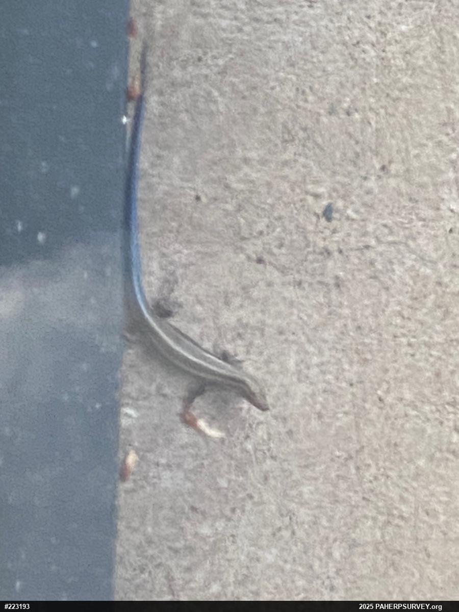 Common Five-lined Skink